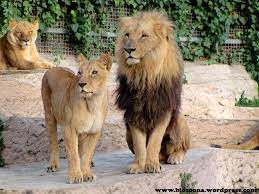 Los leones típicamente empiezan a tener melena cuando tienen aproximadamente un año, edad en la cual experimentan un incremento de testosterona. Por Que Los Leones Tienen Melena Respuestas Tips