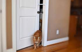 A Cat Door Vs The Buddy Which