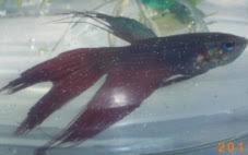 Fin Rot 101 Betta Splendid