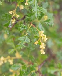 Image result for Searsia rogersii