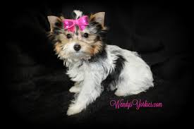 Parti colored yorkies for sale. Female Teacup Yorkie Puppies For Sale In Tx Wendys Yorkies