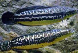 Najur ikan toman pake umpan lele hidup. Budidaya Ikan Toman Serta Umpan Yang Sangat Disukainya