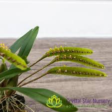 Image result for Bulbophyllum comatum
