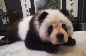 John mulaney has two new sack lunch bunch specials on the way. Panda Seen On A Leash In China Is A Dog Dyed By Her Owner Daily Mail Online