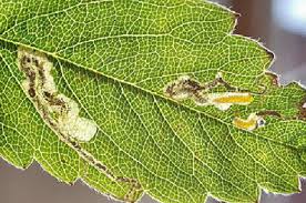 Image result for Stigmella ulmariae