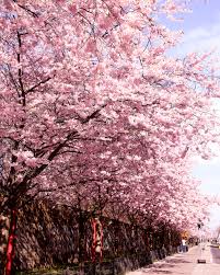 So können sie über die wintermonate einwurzeln und im frühjahr austreiben. 11 Orte In Berlin An Denen Zur Zeit Wunderschone Kirschbaume Bluhen Mit Vergnugen Berlin
