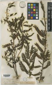 Image result for Chamaecrista nigricans