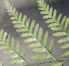 Image result for Rumohra adiantiformis