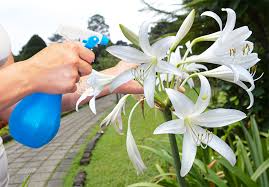 Image result for Crinum harmsii