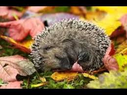 Kleine Igel Schlafen Gern Den Ganzen Winter Lang Youtube Igel Im Garten Igel Im Winter Igel Zuhause