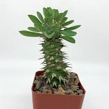 Image result for Euphorbia transvaalensis