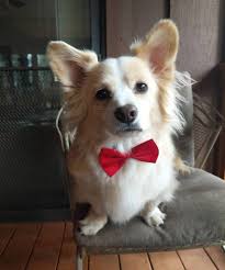 We welcome lexie to pooch savers, this papillion/pomeranian mix is incredibly sweet, but she needs to get to know and trust you first. Pomeranian Corgi Mix Facts
