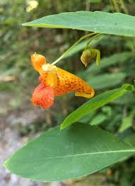 Image result for Impatiens  capensis