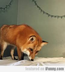 This Snow Is Broken Animals Funny Animals Cute Fox