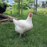 Raising Meat Chickens: Best Breeds, Feeding Tips ...