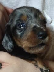 Don't miss what's happening in your neighborhood. View Ad Dachshund Litter Of Puppies For Sale Near Tennessee Spring City Usa Adn 90531