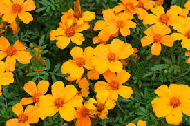 Image result for Tagetes patula
