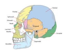 Each finger contains three bones, except for the thumb, which contains two bones. Skull Wikipedia