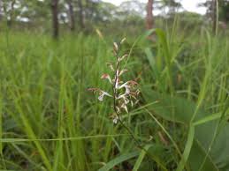 Image result for Zygotritonia atropurpurea