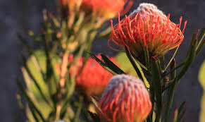 Stapeliad & asclepiad group all things beautiful in nature group succulent. 10 Fascinating Facts To Know About The Protea South Africa S National Flower