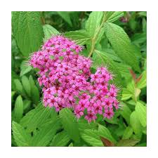 Image result for Spiraea bumalda