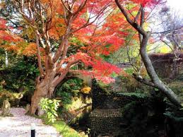 見頃はいつ 紅葉露天風呂 でリラックス うぐいす谷温泉 絶品あんこう鍋とキンキ煮付の宿 竹の葉のブログ 宿泊予約は じゃらん