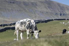 Reconnect with friends from rolling hills high school, find reunions, view yearbook photos and more. Greystone British Blues Pedigree Success From The High Hills The Scottish Farmer