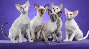 Jenny Hamons And Husband Cliff Have A Wonderful Cattery Near Waco Tx She Specializes In Siamese And Oriental Shorthair Cats Which Are Siamese Kittens Oriental Shorthair Cats Cats Kittens