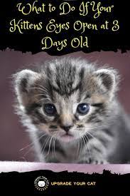 Kittens Eyes Open At 3 Days Old Here S What To Do Upgrade Your Cat Kitten Eyes Kittens Cat Behavior