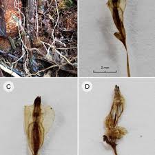 Image result for Eulophia tenella