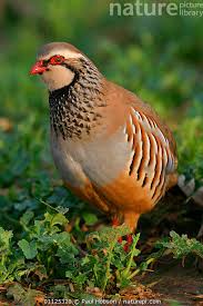 Image result for Alectoris rufa