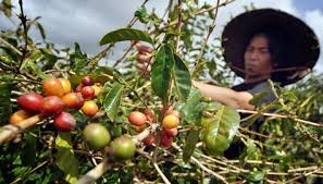 Check spelling or type a new query. Best Indonesian Coffee Beans Brands And Kopi Luwak