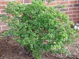 Why Aren T My Azaleas Blooming Tips On Getting Azaleas To Bloom
