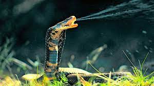 Pin On Snakes
