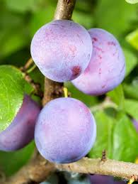 All young fruit trees require staking and for better establishment we strongly advise using rootgrow when planting (as recommended in rhs planting guidelines). Morris Plum Tree Fruit Trees Ison S Nursery Vineyard