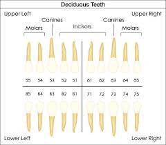Dental Charts To Help You Understand The Tooth Numbering