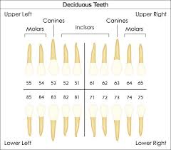 dental charts to help you understand the tooth numbering