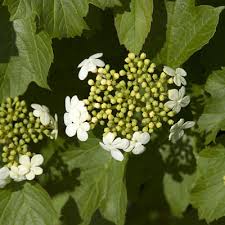 For many years, american cranberry bush has also been commonly called highbush cranberry. Viburnum Op Compactum Compact European Cranberry Viburnum Estabrook S