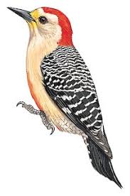 Image result for Pycreus melas