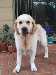 This is my golden boy,Ryuu 2,5 years old😊