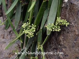 Image result for Duosperma quadrangulare