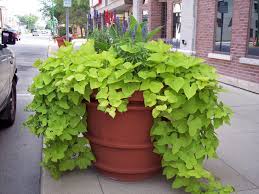 Maybe you would like to learn more about one of these? Comment Cultiver Une Vigne De Patate Douce Trucs Et Astuces