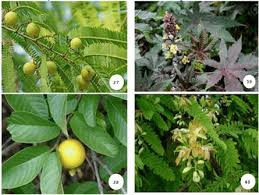 Image result for Acalypha indica