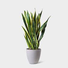 Snake plants are among the very easiest and best plants for yet another name for snake plant, although more old fashioned, is mother in law's tongue. Snake Plant Bonart Biophilia