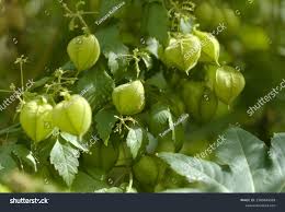 Image result for Cardiospermum grandiflorum