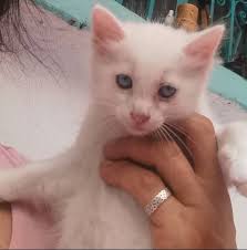 Kittens need forever home in Puerto Vallarta