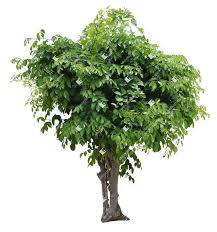 Image result for Clausena lansium