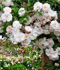 Adelaide D Orleans Bis 5m Laub Graugrun Stacheln Starke Widerhaken Sommerbluhend Gut Duftend Triebe Lang Dunn Weich Flowers Pretty Flowers Rose