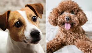 Top 10 Longest Living Dog Breeds Which Dogs Live The Longest In 2020 Dog Breeds Little Dog Breeds That Dont Shed Cute Dogs Breeds