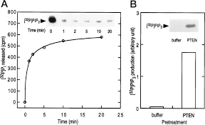1 2 x + 2 0. The Tumor Suppressor Pten Mmac1 Dephosphorylates The Lipid Second Messenger Phosphatidylinositol 3 4 5 Trisphosphate Journal Of Biological Chemistry
